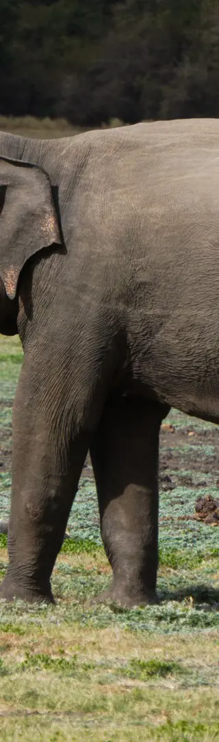 Ein Tag mit Elefanten